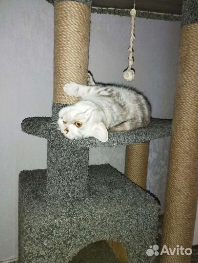 Домик для кошки с когтеточкой бу