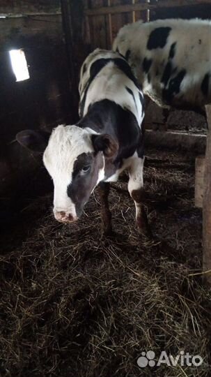 Кобыла с жеребенком