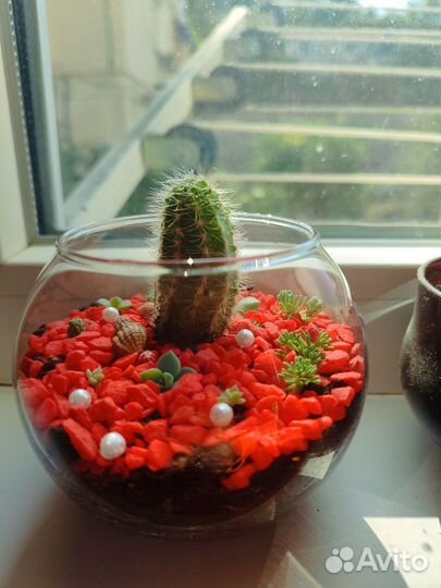 Флорариум с кактусами и суккулентами