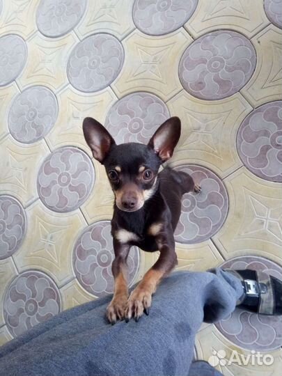 Кобель, вязка