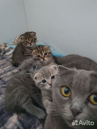 Шотландские котята