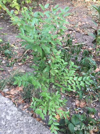 Саженцы унаби (зизифус)