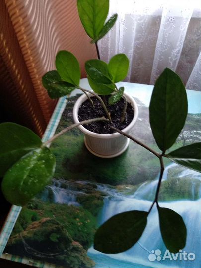 Замиокулькас