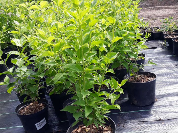 Чубушник венечный/садовый жасмин