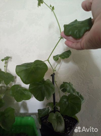 Плющелистная пеларгония