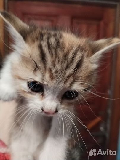 Кошка в дар бесплатно