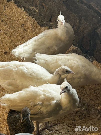 Белый павлин