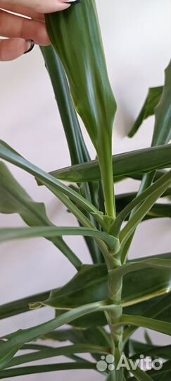 Драцена душистая