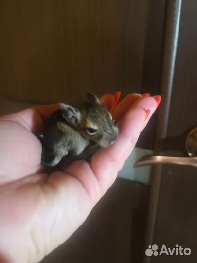 Чилийская белка дегу