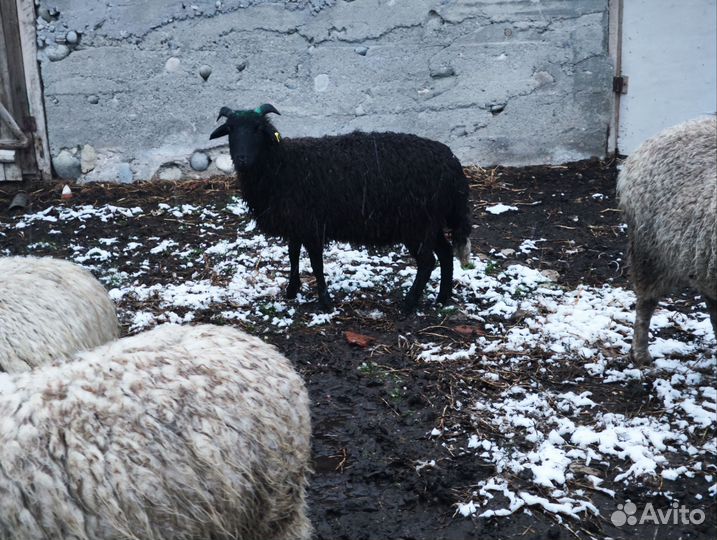 Овцы бараны