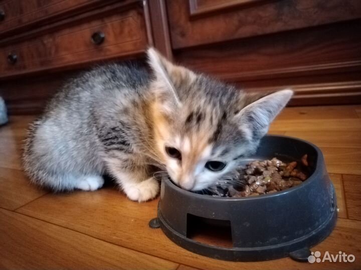 Котодочь ищет дом