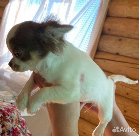 Щенки чихуахуа