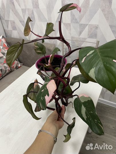Филодендрон розовая принцесса