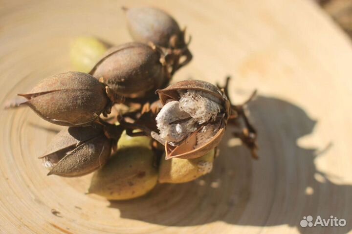 Павловния Форчуна Семена Саженцы