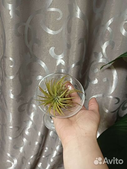 Тилландсия (Tillandsia)