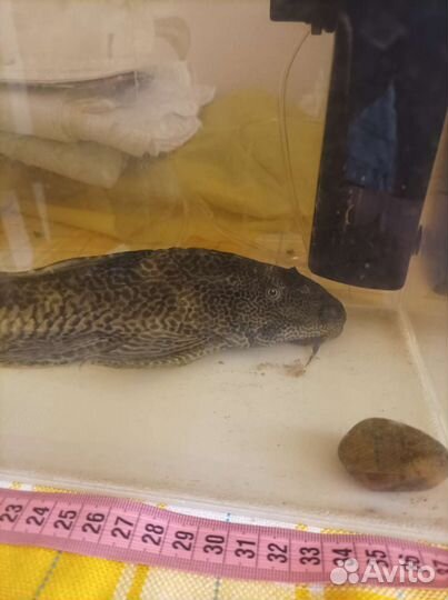 Сом Парчовый Птеригоплихт