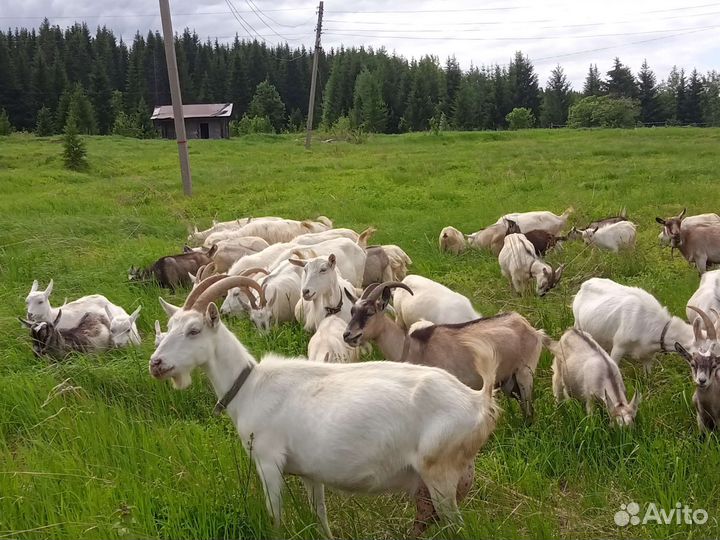 Коза дойная