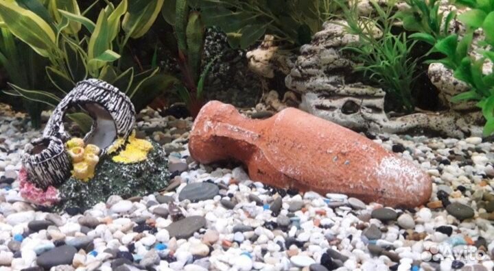 Большой аквариум