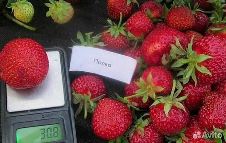 Рассада клубники