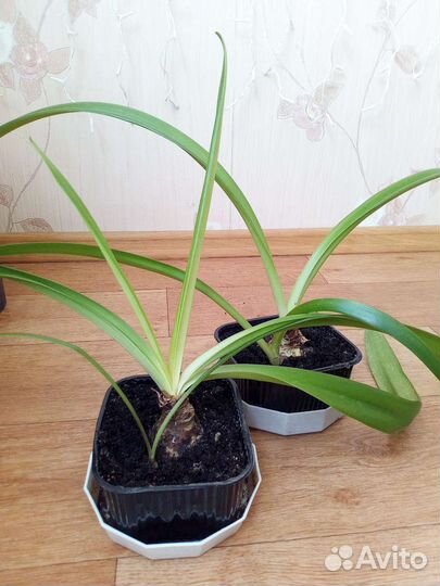 Спатифиллум, Гиппеаструм