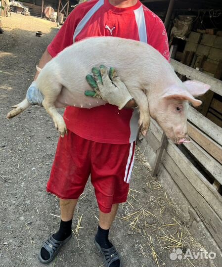 Поросята ландрас+1см