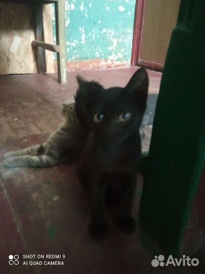 Милые котят ищут дом
