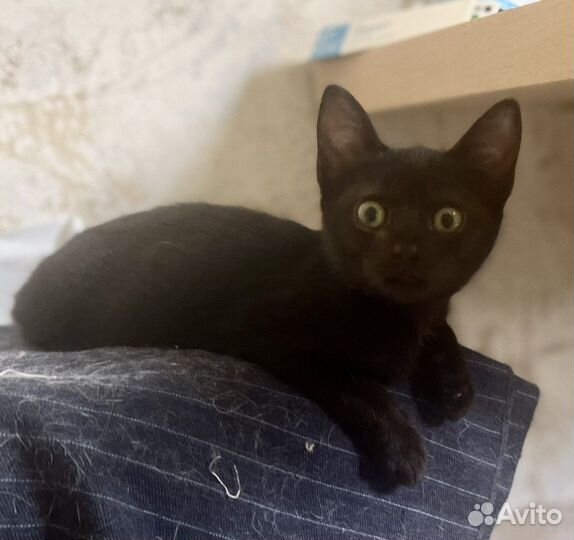 Малышка в добрые руки