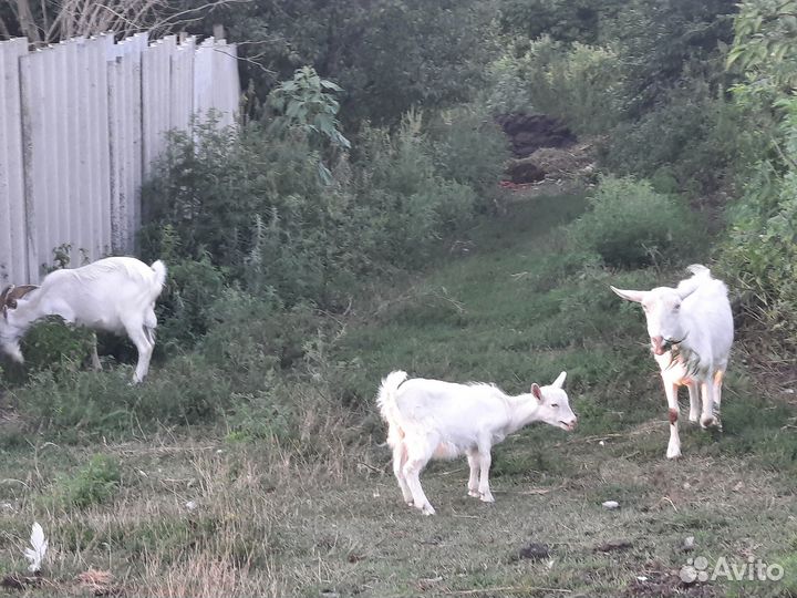 Продам коз