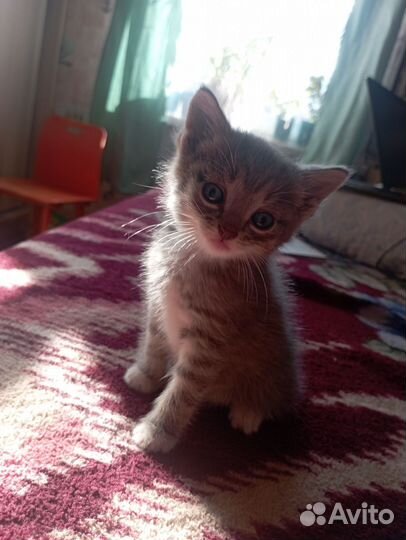 Кошка в дар бесплатно