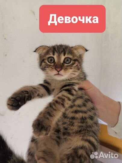 Шотландская