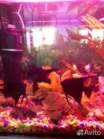 Аквариум на 120 л. С рыбами