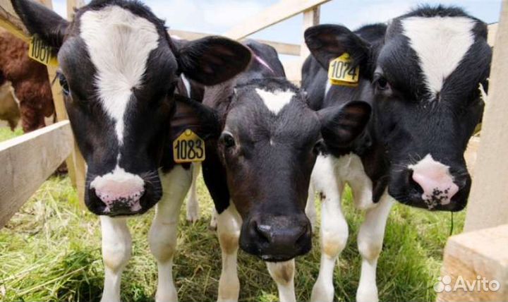 Продажа телят в Крыму