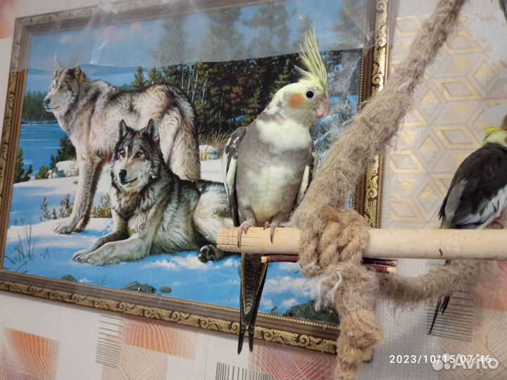 Попугай корелла птенец мальчик