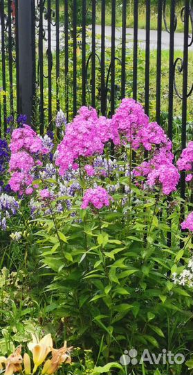 Флоксы многолетние