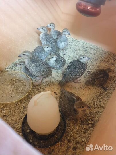 Инкубационное яйцо кеклика