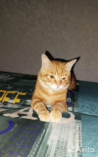 Рыжий котик в добрые руки