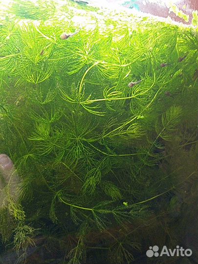 Аквариумное растение 