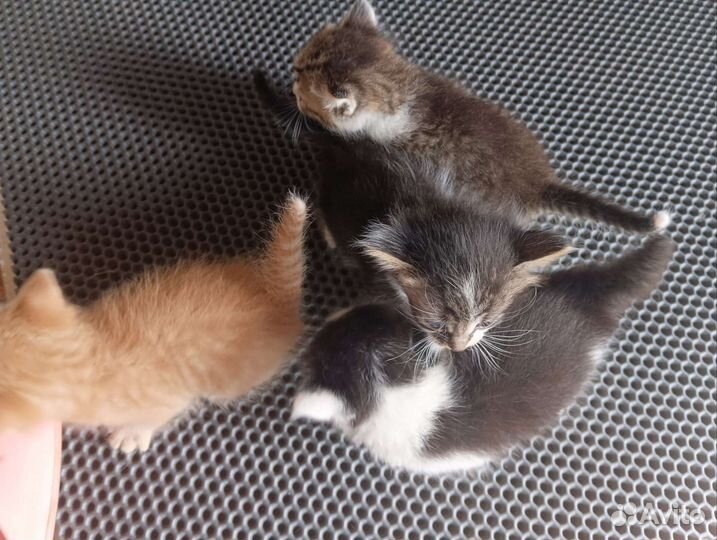 Котята в добрые руки