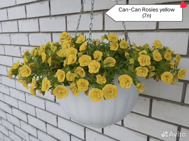 Укор. черенки вегетативной петунии и калибрахоа