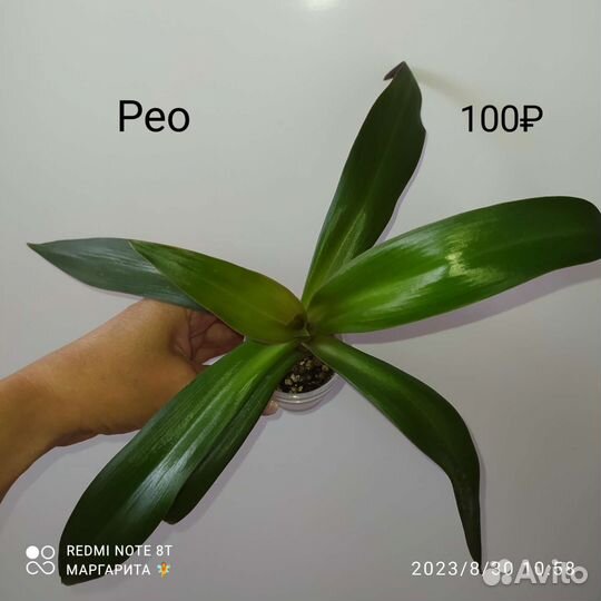 Комнатные цветы