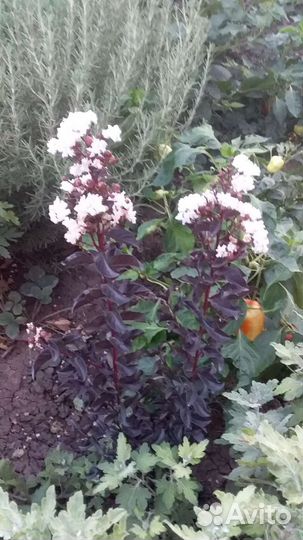 Лагерстремия