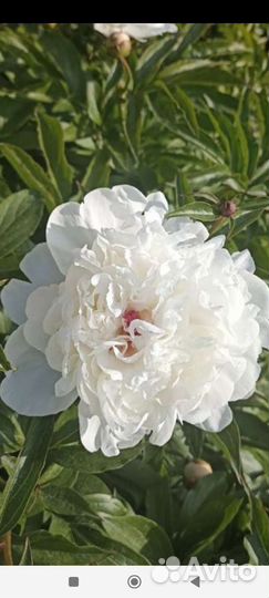 Пионы голландские