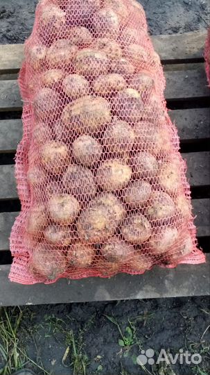 Продам картофель оптом