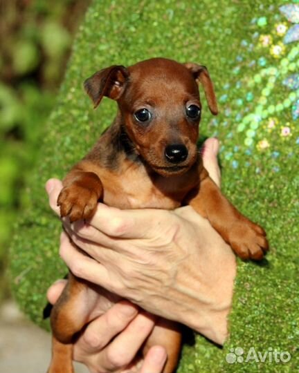 Цвергпинчер(карликовый пинчер)