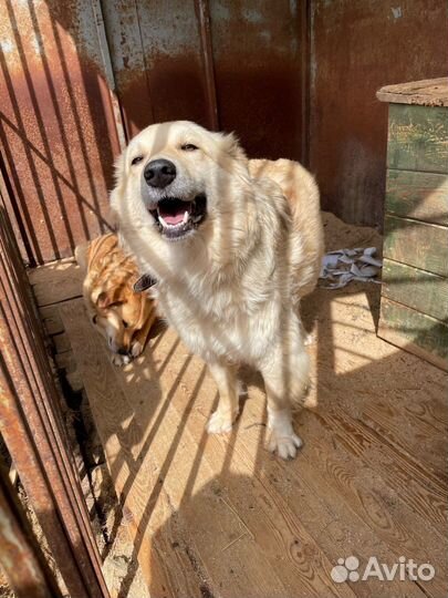 Классный кобелек