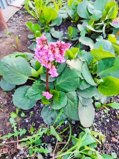 Флокс шиловидный, бадан, ветреница