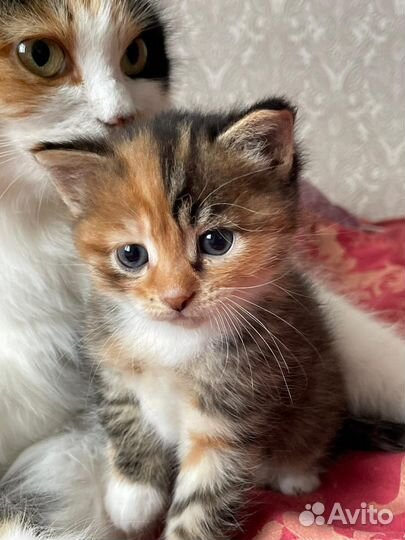 Отдам в добрые руки замечательного котенка