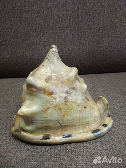Ракушка морская