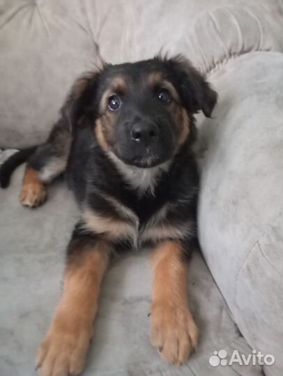 Немецкая овчарка