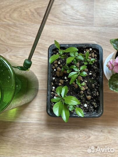 Мандариновое дерево